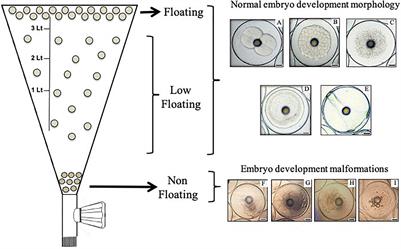 Embryo Buoyancy and Cell Death Gene Expression During Embryogenesis of Yellow-Tail Kingfish Seriola lalandi